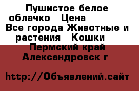 Пушистое белое облачко › Цена ­ 25 000 - Все города Животные и растения » Кошки   . Пермский край,Александровск г.